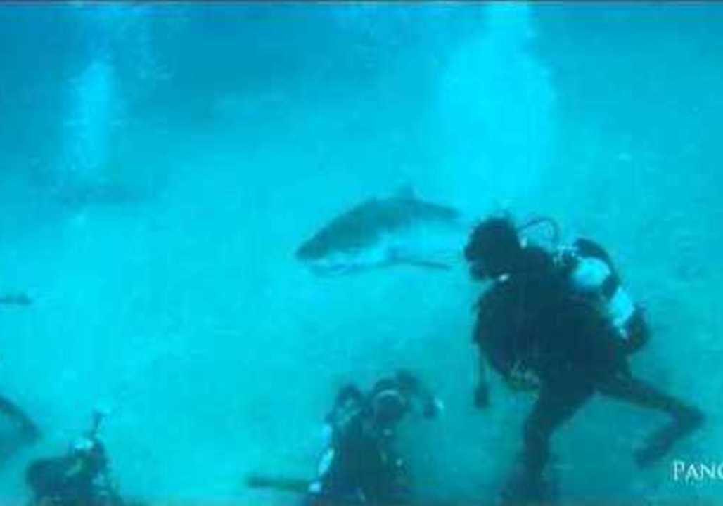 Tiger Shark Demands a Nose Rub