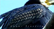 Kormoran Vogel des Jahres 2010 (Phalacrocorax carbo)