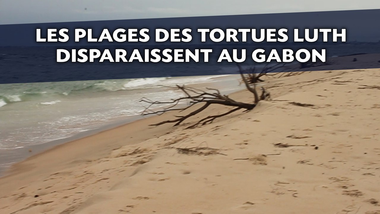 Les plages des tortues luth disparaissent au Gabon