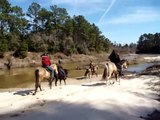 FIVE BUCKSKINS!  Tennessee Walking Horses on beautiful winter trail ride