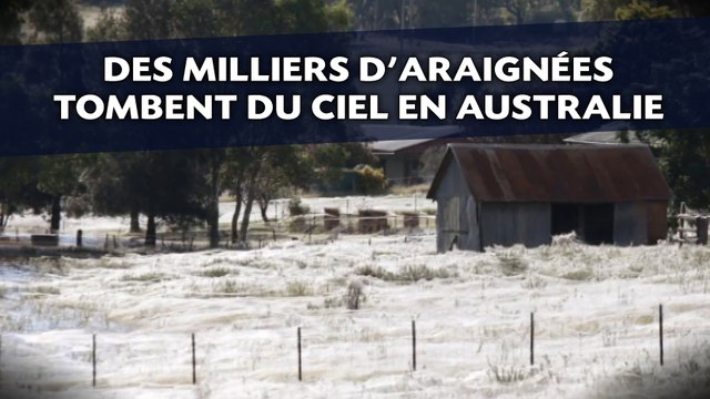 Des milliers d’araignées tombent du ciel en Australie
