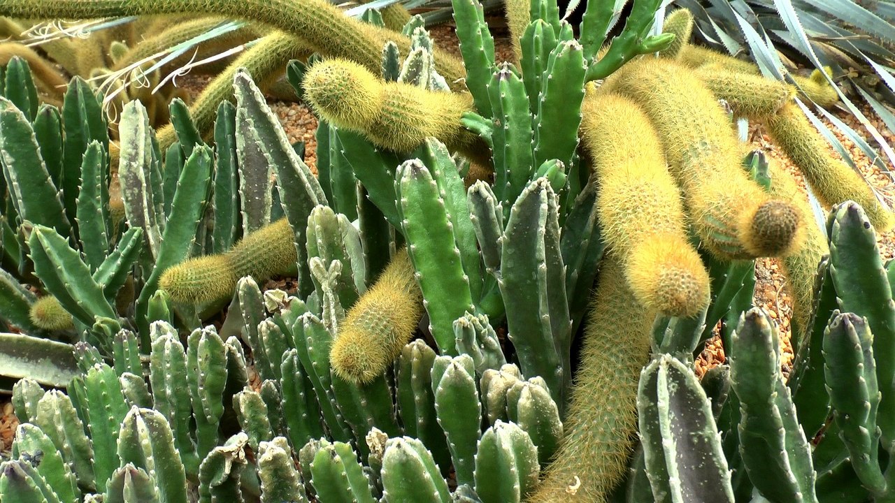 Singapour : jardins de Marina Bay