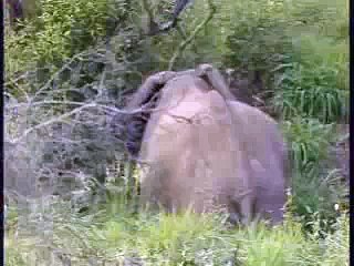 Elephants odd tusk female another mother with new baby