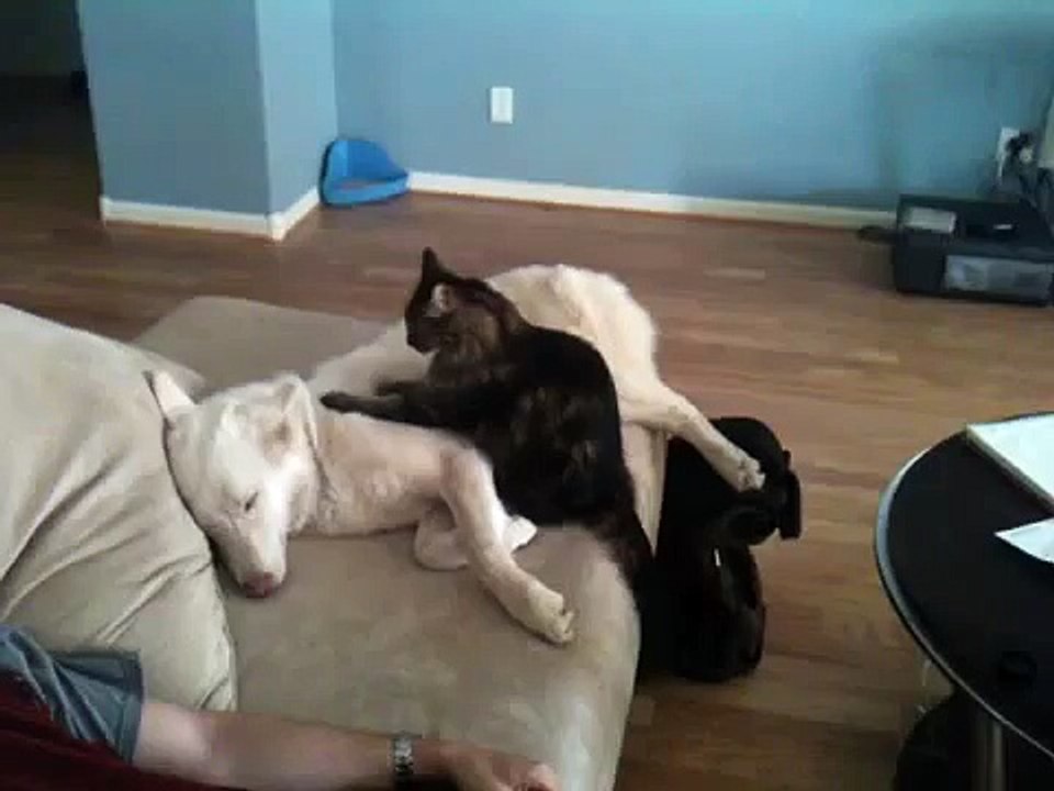 Cat Loves Wolf