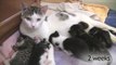 foster care gives kittens time to grow!