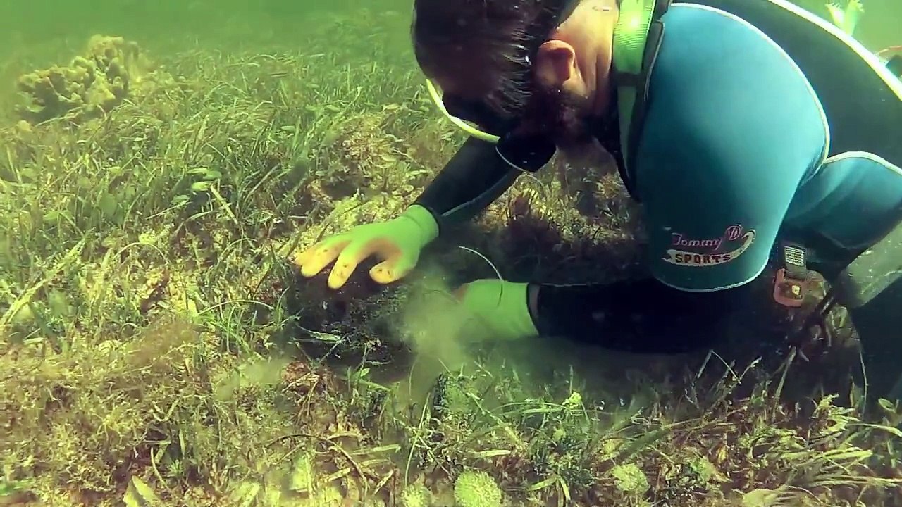 Tropical Sea Sponges