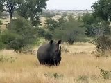 White Rhino bull in the wild.