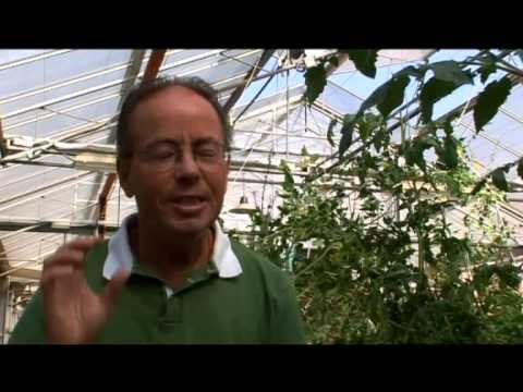 L'efecte hivernacle i el canvi climàtic