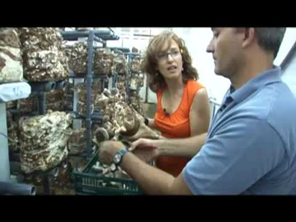 Créixer com bolets