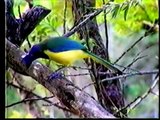Aves del Junko, Venezuela