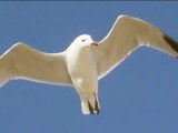 GAVIOTAS EN EL MAR DE SES COVETES