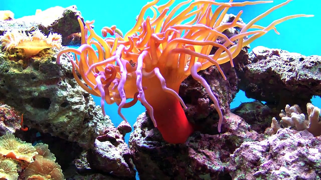 The Animals of the Smithsonian National Zoological Park