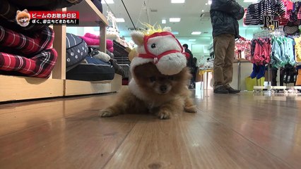 ビームのお散歩日記Vol.139：洗われた・・・〜I was washed〜／Pomeranian