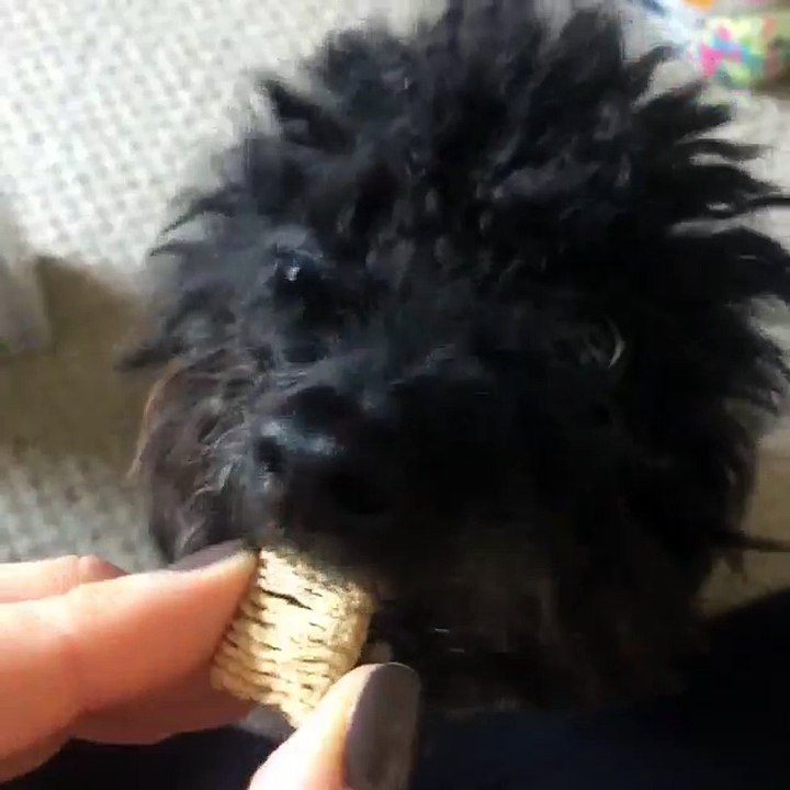 Sofía Zámolo dice tener un hamster