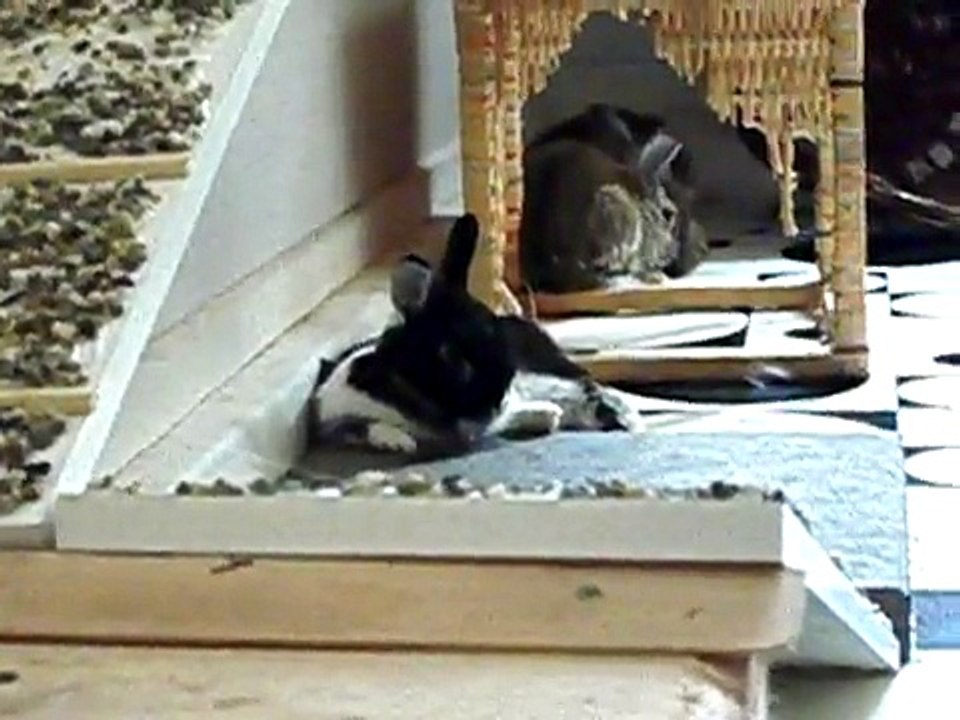 Vergesellschaftung 5 Kaninchen