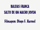 Salto Baleia Franca - Imbituba - SC