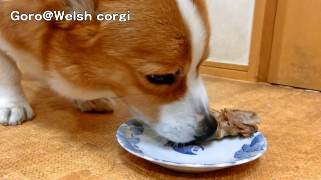 Does Goro steal the pork? / ゴローさんが豚肉を盗み食いするか？実験してみた 20150119 Goro@Welsh corgi コーギー experiment