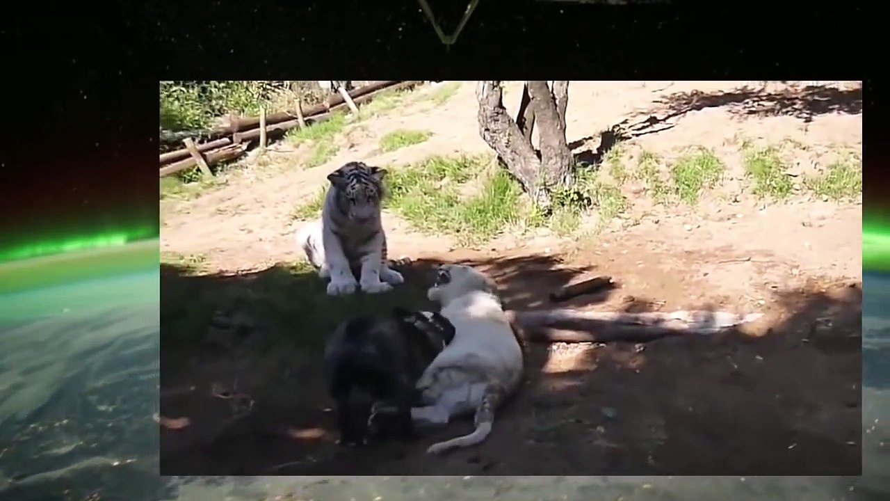 【動物対決２連発】犬 vs ライオン トラ vs ライオン【Dog vs Lion Tiger vs Lion】