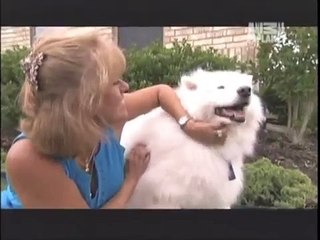 SAMOYEDO -  ABC CANINO - 101 DOGS - ESPAÑOL