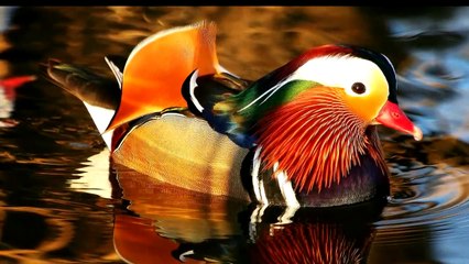 Canard mandarin - Duck - Aix galericulata