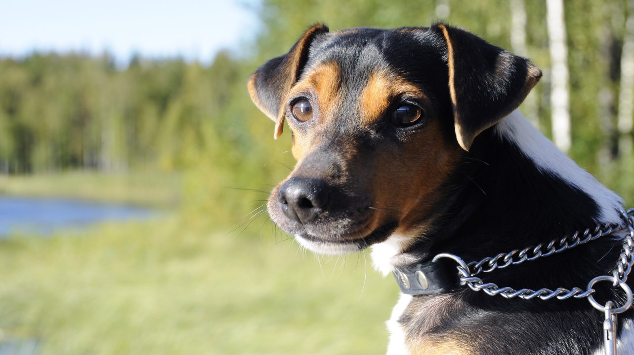 Brazilian Terrier