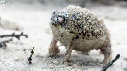 Rana de Lluvia Namaqua realiza un sonido como el de un pato de hule