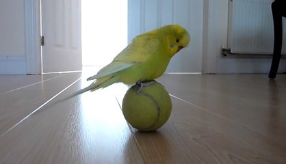 Cambazlık Yapan Muhabbet Kuşu