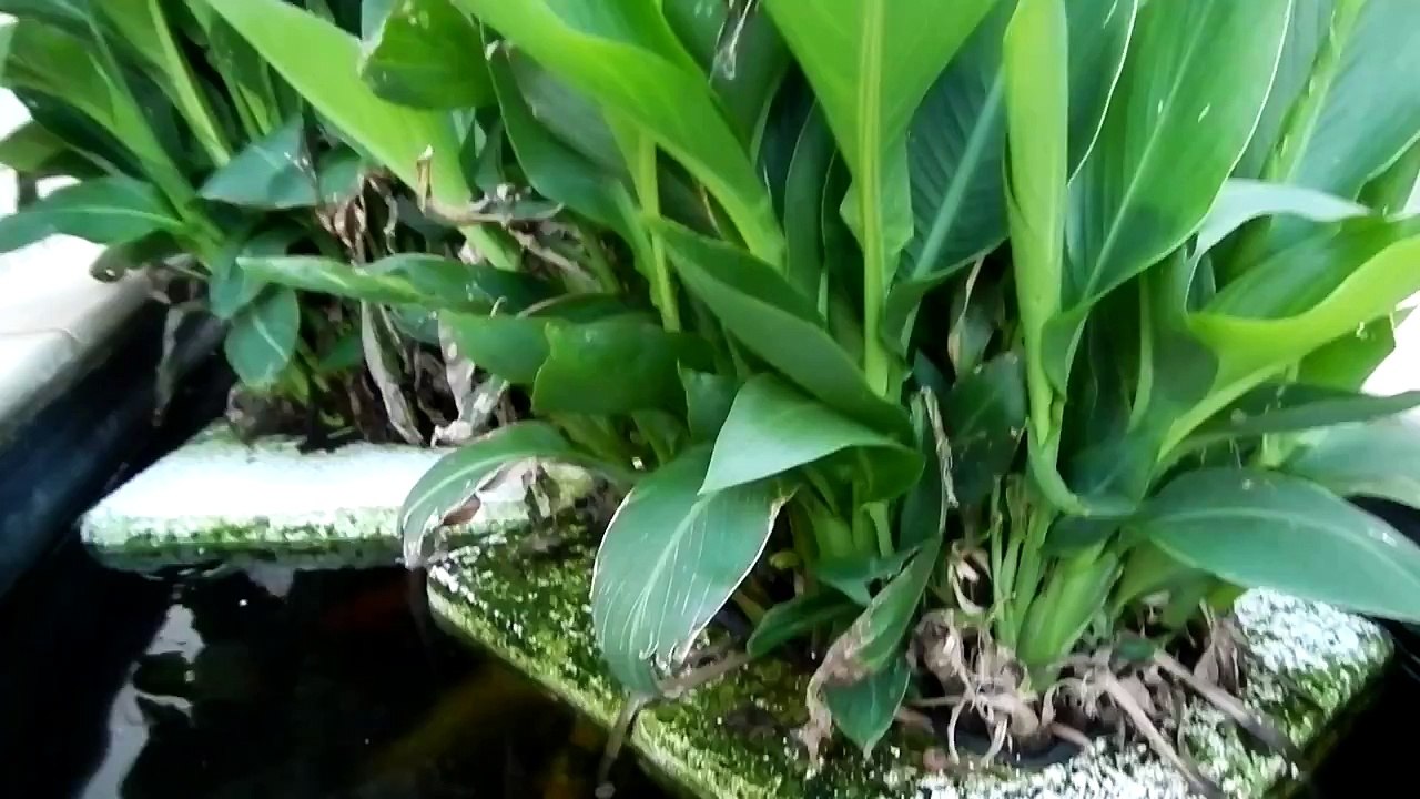 The simplest and cheapest form of aquaponics.