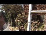 BEEKEEPING: How to Catch & Hive BEE SWARMS, 2 in 1 day.