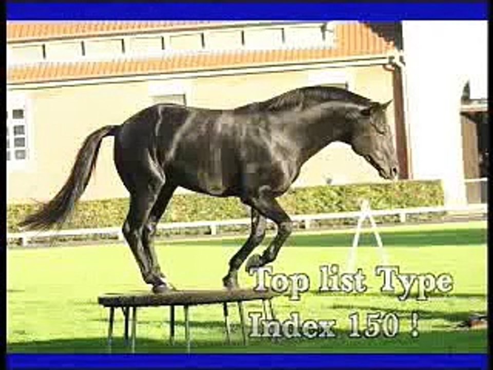 Hanoverian Stallion Escudo II - Espri x Arkansas x Woermann