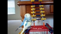 Progress of introducing a new budgie to the talking budgie, Mango