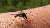 The cities with the worst mosquitos