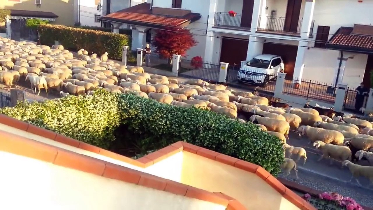 Des moutons font une pause casse-croûte