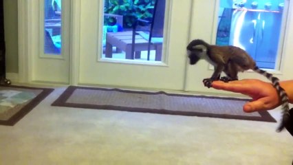 Un bébé lémurien fait son premier grand saut