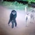 Monkey pulls dog tail voice-over