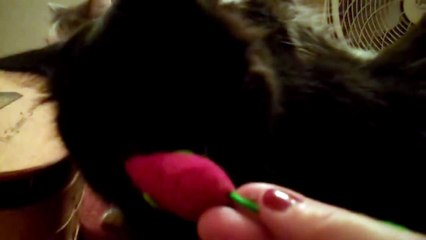 My Cat Clarice, plus Cat Playtime and Cat Fight Round 3