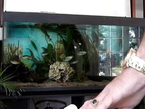 décoration plantation aquarium d'eau douce