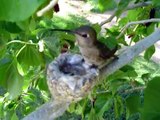 Humming bird nest April 2 2007 (Momma Feed Me)