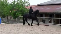 Horse ride lesson from Claire-Anne Couprie on my Friesian Gauke; Cours de dressage avec mon Frison