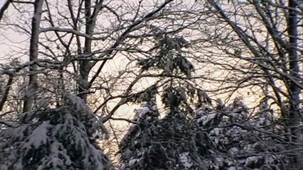 danse macabre - shih tzu in the snow