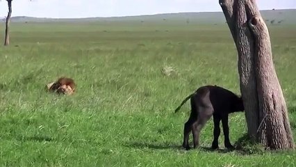 【衝撃映像•動物】ライオン VS 子牛