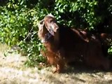 Fooler the nearly 15 yr old Irish Setter romping around the front yard