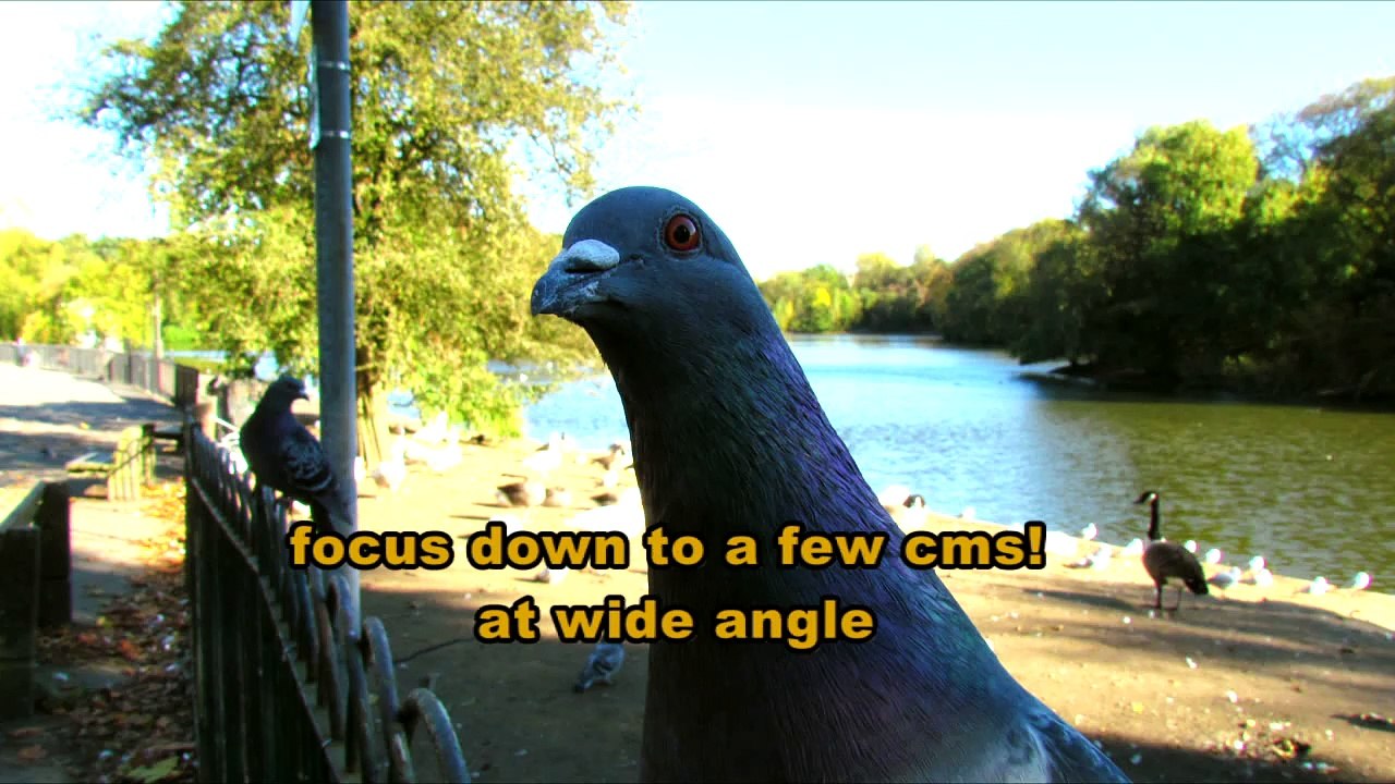 Bird photography and video with the Canon SX30 and Panasonic Lumix FZ100 cameras