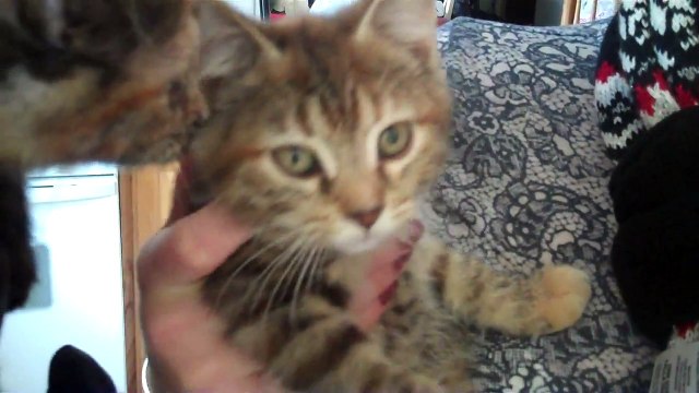 Tiny Kitten Meowing For Shrimp