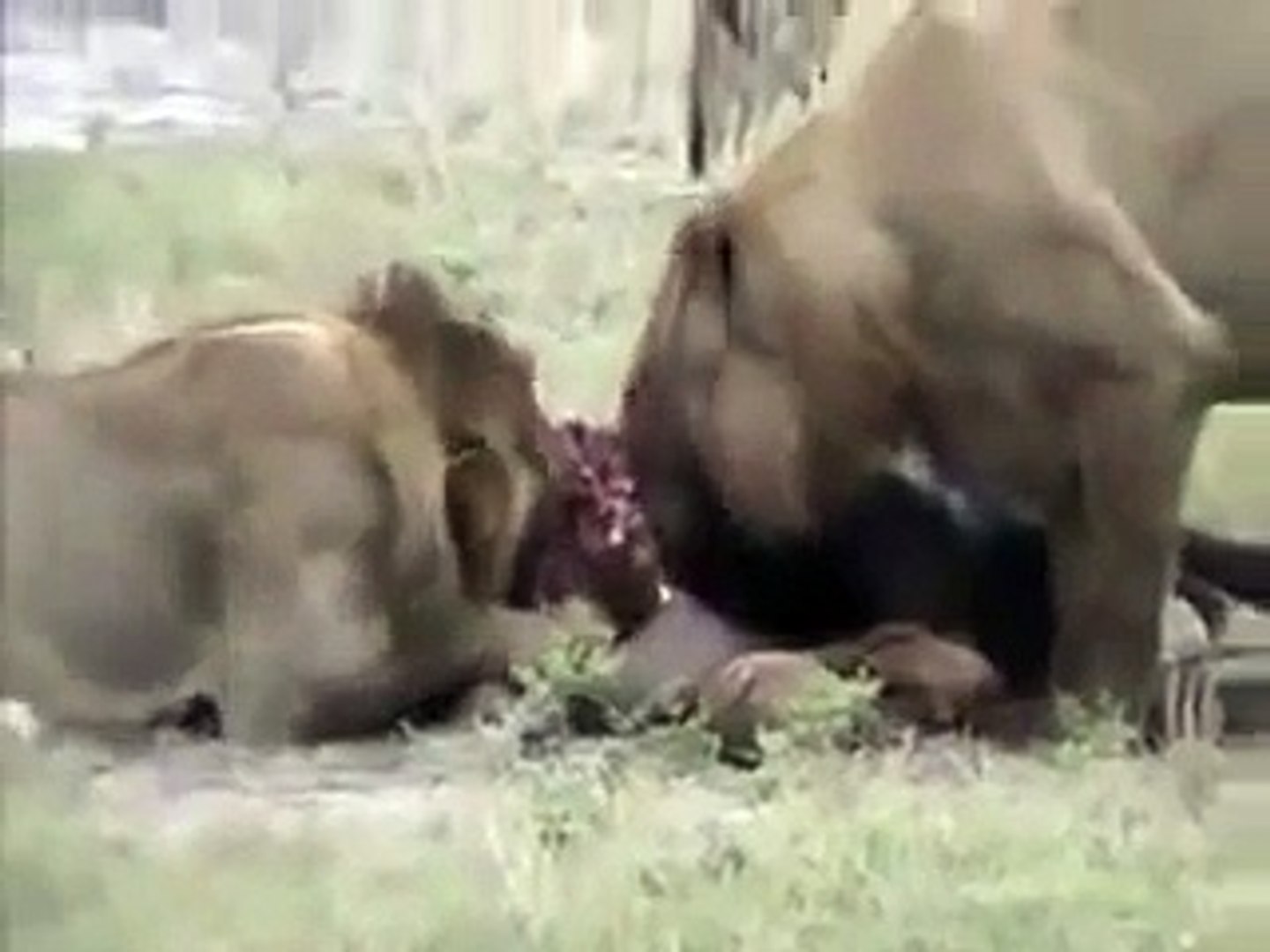 衝撃映像 動物 ライオン Vs ハイエナの群 Video Dailymotion