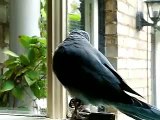 Tsuki the Blue Quaker Parrot Enjoys Time Out