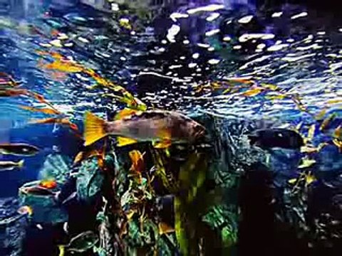 Brighter than the sun, fairer than the moon, your beauty is so dazzling