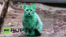 Bulgaria: Mysterious GREEN CAT baffles Varna residents