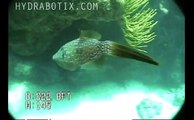Hydrabotix Videoray ROV, on Wreck and Reef in Bermuda