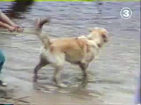 Hund nimmt Kind mit?syndication=228326